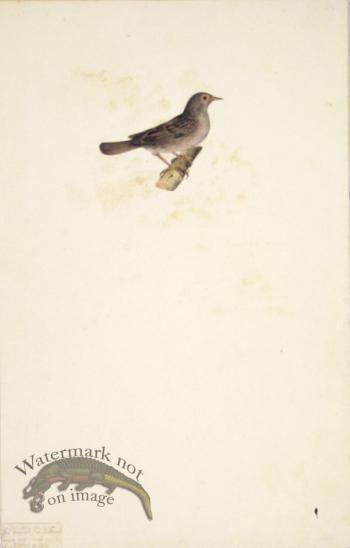 60 Swedish Birds . Motacilla (Type of Wag Tail)